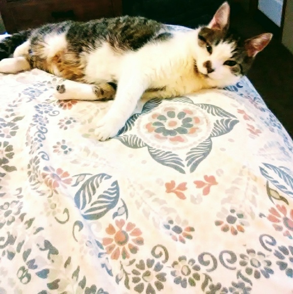 I love my fur babies! Animals Rule!! - Picture 5 of 8